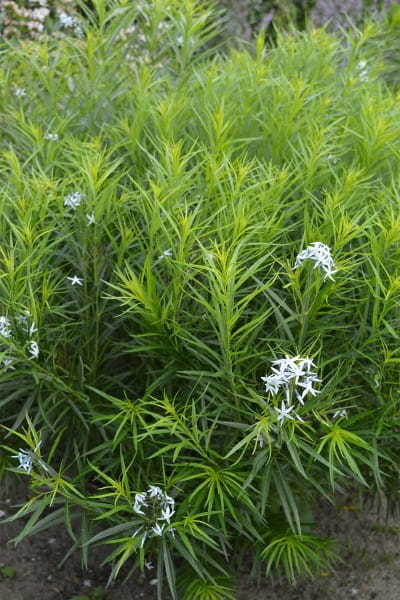 Hubrichts Röhrenstern • Amsonia hubrichtii
