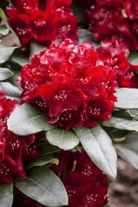 Rhododendron Cherry Kiss • Rhododendron Hybride Cherry Kiss