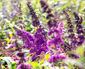 Sommerflieder Royal Red • Buddleja davidii Royal Red Containerware 40-60 cm hoch,