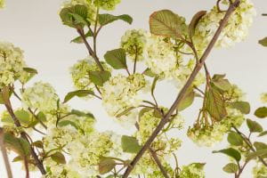 Schneeball Rotundifolia • Viburnum plicatum Rotundifolia