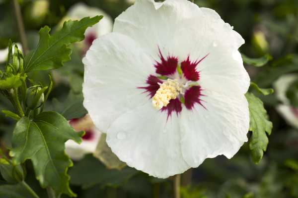 Rosen-Eibisch 'Monstrosus' • Hibiscus syriacus 'Monstrosus'