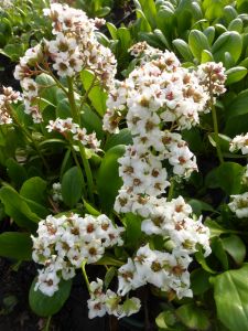 Garten Bergenie Bressingham White • Bergenia cordifolia Bressingham White
