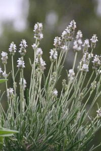 Weißblühender Garten-Lavender - Lavandula angustifolia 'Nana Alba'