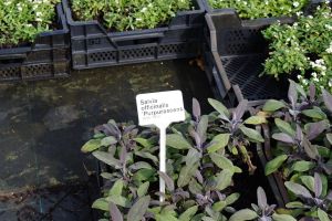 Garten-Salbei Purpurascens - Salvia officinalis Purpurascens