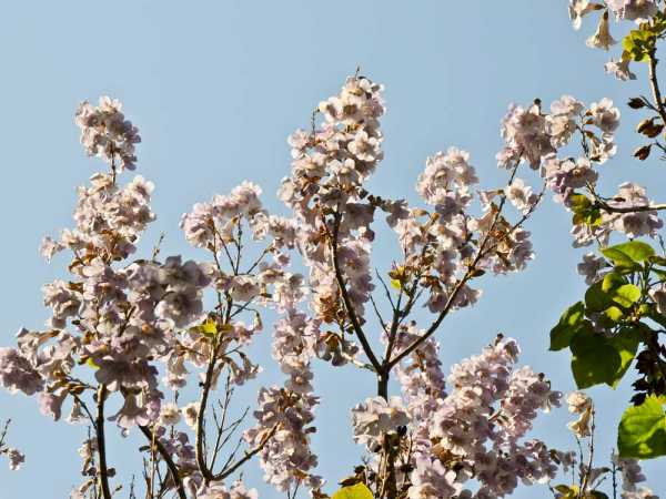 Blauglockenbaum • Paulownia tomentosa
