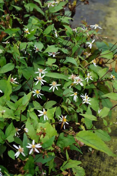 Sperrige Garten Aster • Aster divaricatus Tradescant