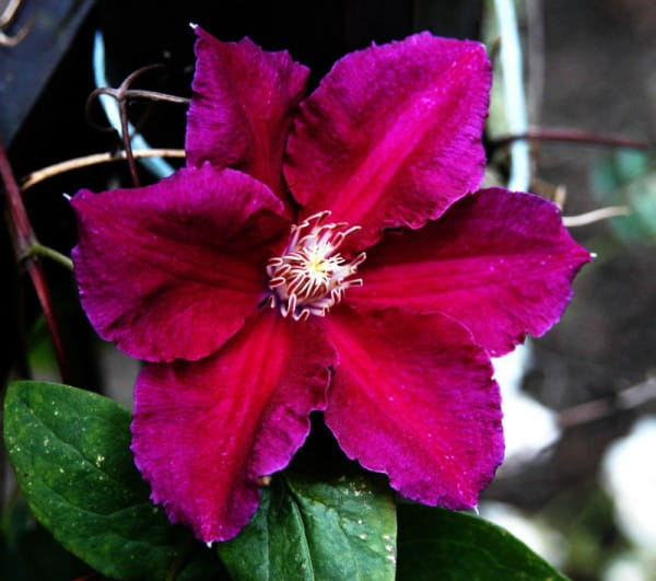 Waldrebe Ernest Markham • Clematis Hybriden Ernest Markham