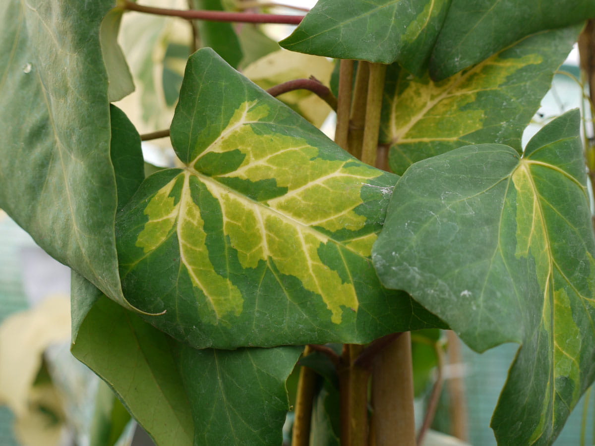 Kaukasischer Efeu Sulphur Heart kaufen Garten von Ehren Qualität seit