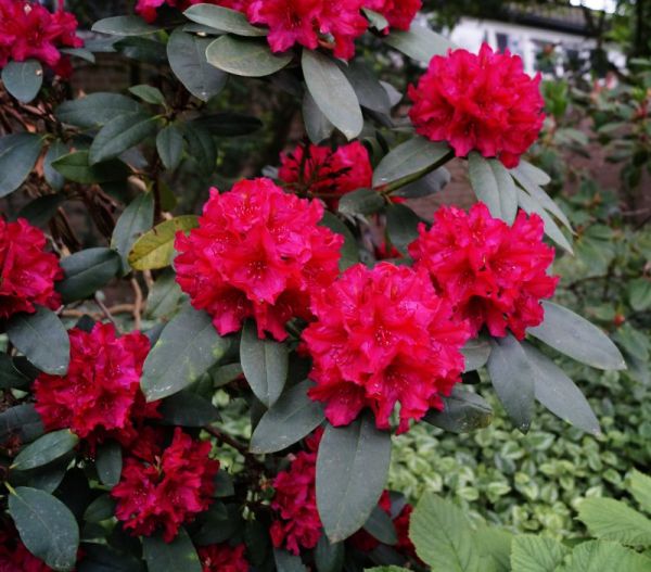 Rhododendron Mrs.P.den Ouden • Rhododendron Hybride Mrs.P.den Ouden