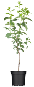 Pfirsich Saturne • Prunus persica Saturne