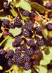 Brombeere Wilsons Frühe • Rubus fruticosus Wilsons Frühe