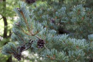 Blaue Mädchenkiefer • Pinus parviflora Glauca