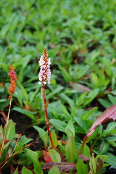 Garten Schneckenknöterich • Bistorta affinis Darjeeling Red