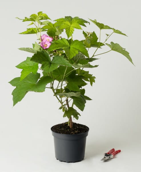 Zimthimbeere • Rubus odoratus