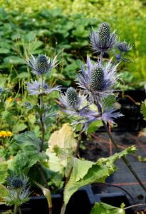 Garten-Mannstreu Blue Star • Eryngium alpinum Blue Star