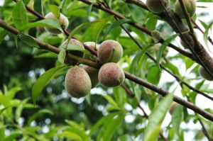 Pfirsich Benedicte • Prunus persica Benedicte