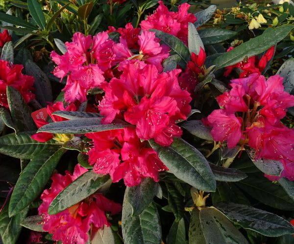 Rhododendron Weinlese • Rhododendron smirnowii Weinlese
