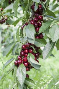 Süßkirsche Valeska • Prunus avium Valeska