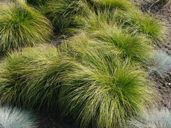 Berg-Segge • Carex montana