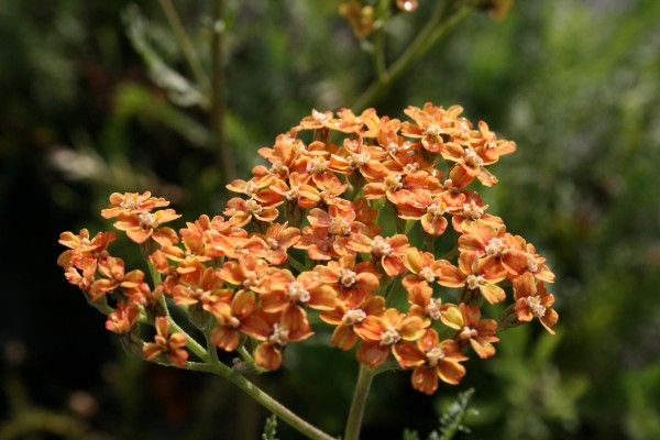 Schafgarbe Terracotta • Achillea millefolium Terracotta