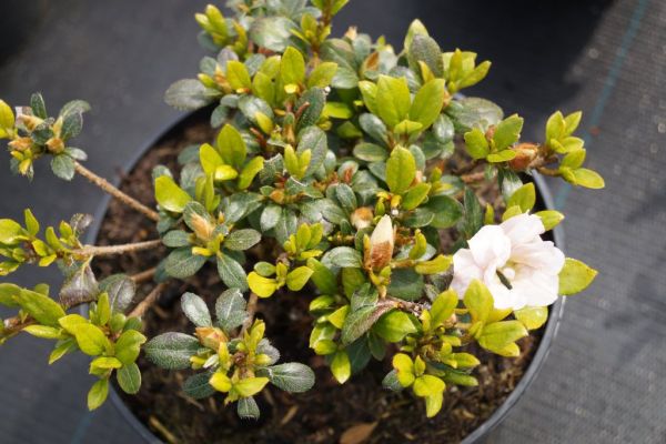 Japanische Azalee Scotian Rosebud • Rhododendron obtusum Scotin Rosebud