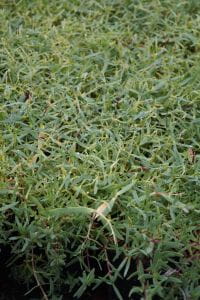 Kriechendes Garten-Schleierkraut • Gypsophila repens Rosea