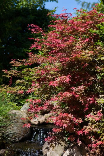 Fächerahorn Corallinum • Acer palmatum Corallinum