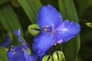 Garten-Dreimasterblume Zwanenburg Blue • Tradescantia anders. Zwanenburg Blue