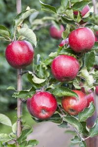 Apfelbaum Jonagold • Malus Jonagold