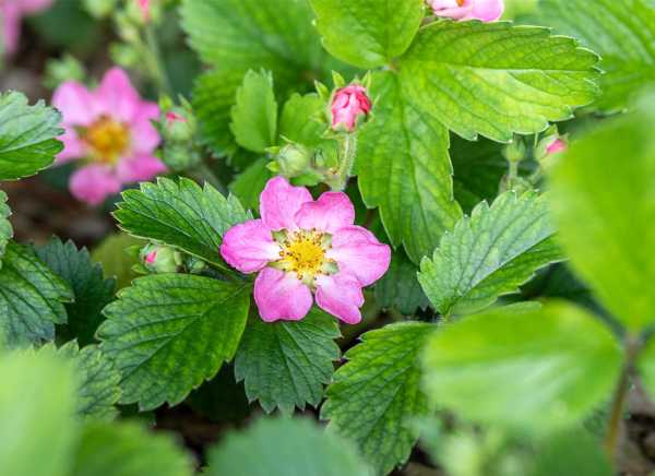 Garten-Monats-Erdbeere Alexandria • Frageria vesca varigata semperflorenz Alexandria