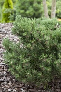 Zwergbergkiefer Laurin • Pinus mugo Laurin