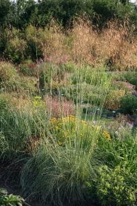 Riesen-Federgras • Stipa gigantea