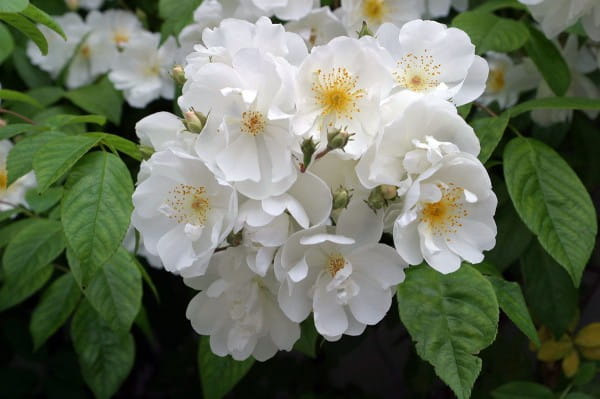 Kletterrose Bobbie James • Rosa Bobbie James