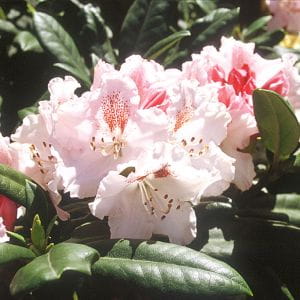 Rhododendron Ballkönigin • Rhododendron yakushimanum Ballkönigin