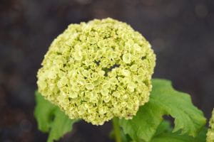 Gemeiner Schneeball • Viburnum opulus Containerware 60-100 cm hoch,