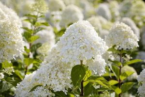 Rispenhortensie Limelight • Hydrangea paniculata Limelight