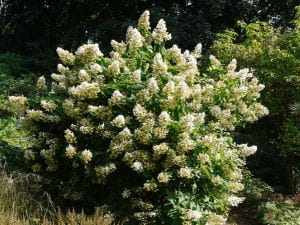 Rispenhortensie Tardiva • Hydrangea paniculata Tardiva