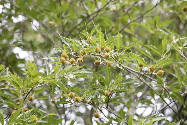 Farnblättrige Rotbuche • Fagus sylvatica Asplenifolia