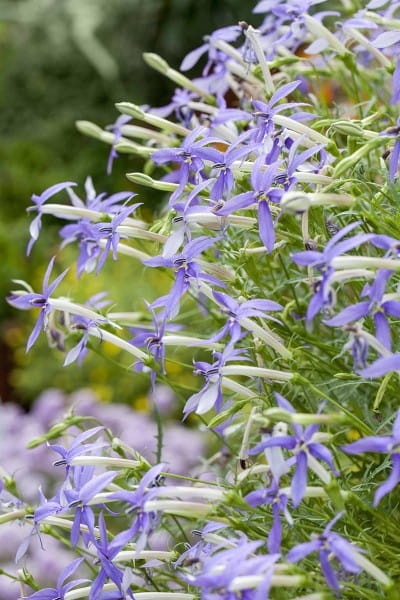 Blauer Bubikopf • Isotoma fluviatilis