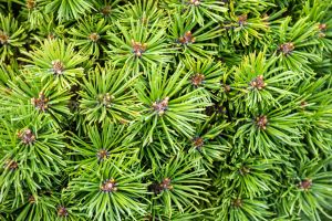 Zwerg-Kiefer Mini Mops • Pinus mugo Mini Mops