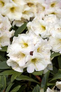 Rhododendron Golden Melodie • Rhododendron yakushimanum Golden Melodie