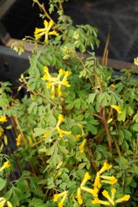 Gelbblühender Scheinlerchensporn • Corydalis lutea