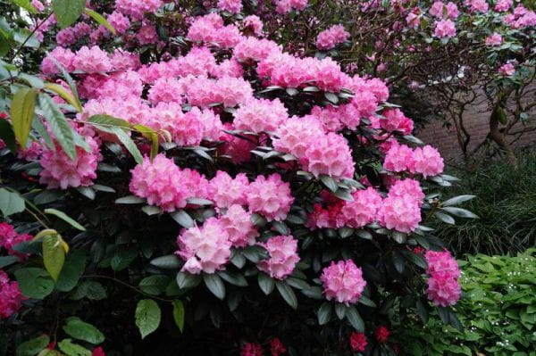 Rhododendron Polaris • Rhododendron yakushimanum Polaris