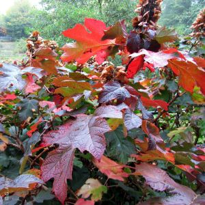 Eichenblatthortensie Burgundy • Hydrangea quercifolia Burgundy
