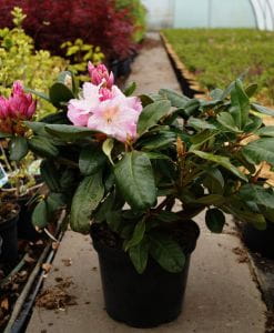 Rhododendron Scintillation • Rhododendron Hybride Scintillation