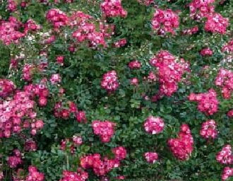 Rose Lovely Fairy • Rosa Lovely Fairy