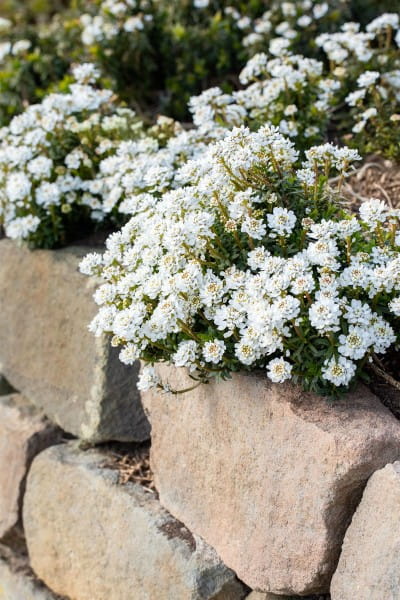 Garten-Schleifenblume Zwergschneeflocke • Iberis sempervirens Zwergschneeflocke