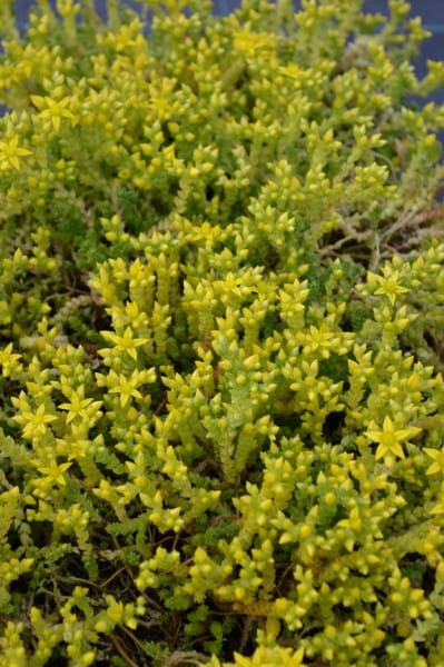 Scharfer Mauerpfeffer • Sedum acre