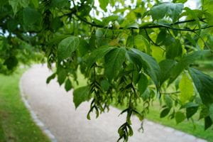 Silberbunter Eschenahorn • Acer negundo Variegatum