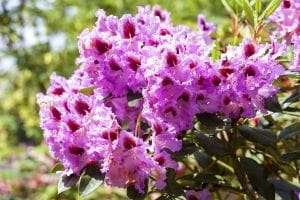 Rhododendron Kabarett • Rhododendron Hybride Kabarett